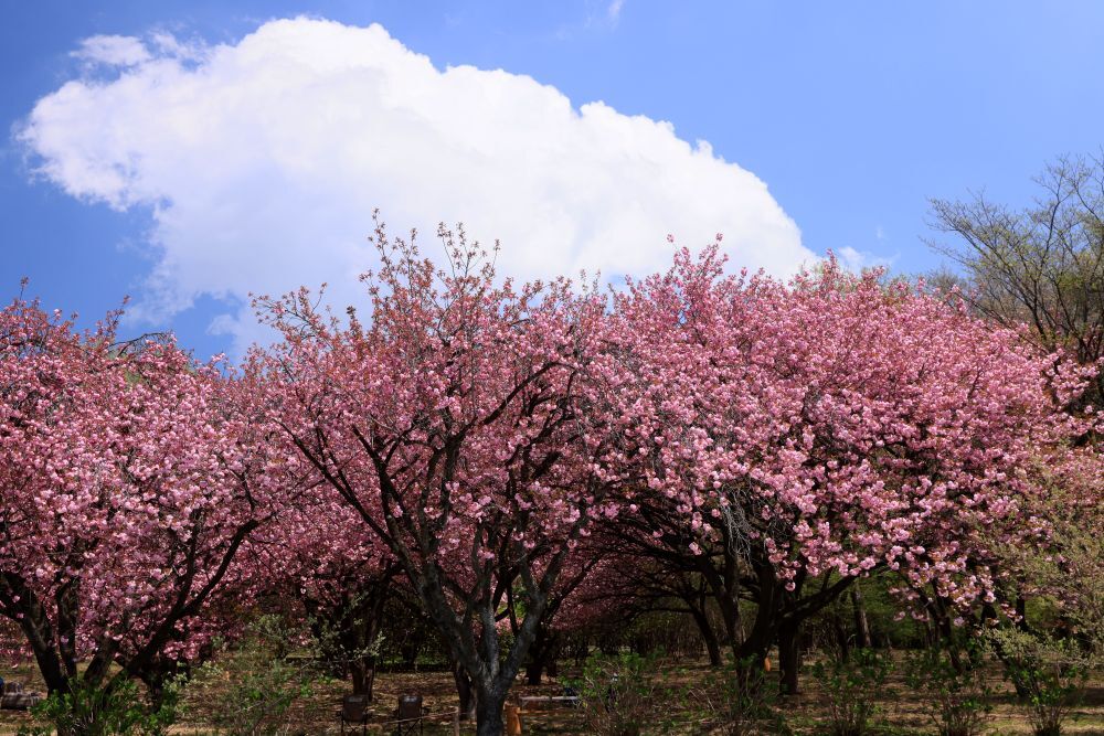 八重桜エリア2025 期間限定OPEN | お知らせ | 赤城自然園 八重桜エリア2025 期間限定OPEN | お知らせ | 赤城自然園