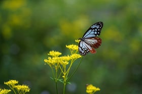 お花に集まる昆虫