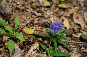 リンドウが見ごろです