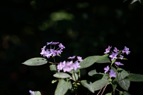 DSC03705
