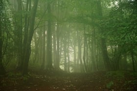 霧の赤城自然園