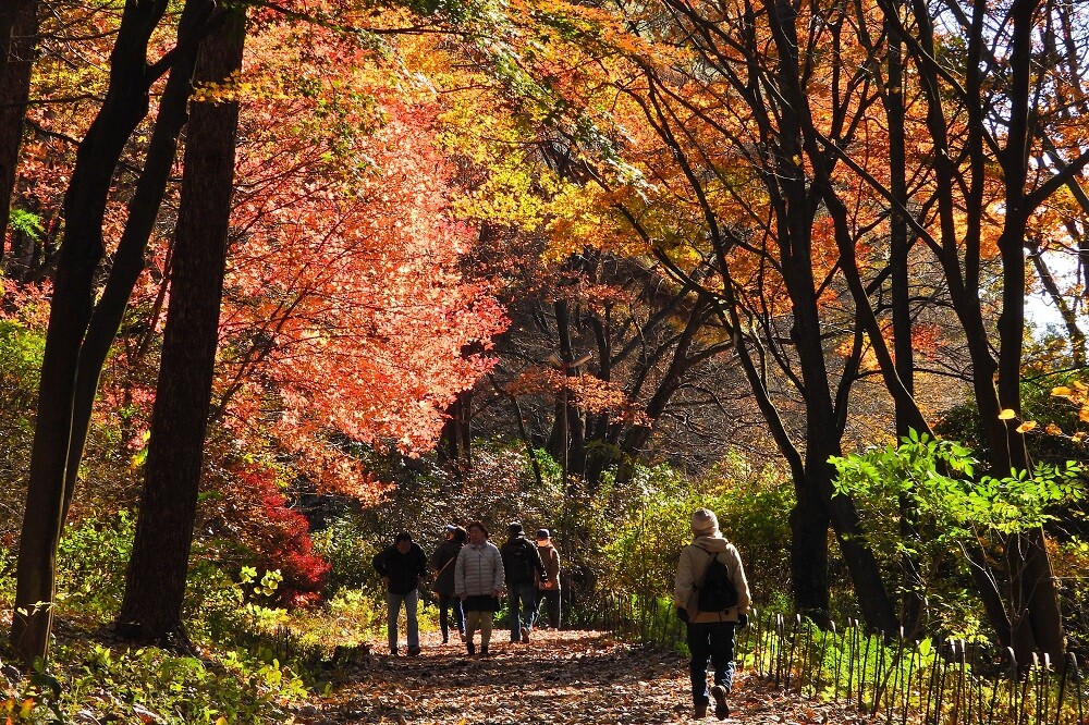 紅葉ページ もみじの紅葉 in Ena, Gifu Prefecture | Ask Anything