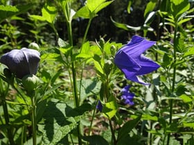 赤城自然園の夏が始まりました