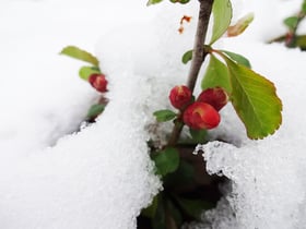 雪の赤城自然園