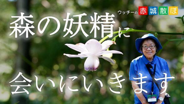 赤城散ぽ_レンゲショウマサムネ