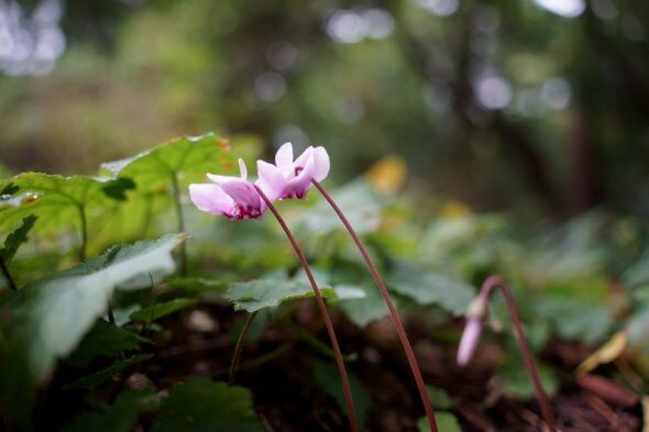 DSC00012 (800x533)