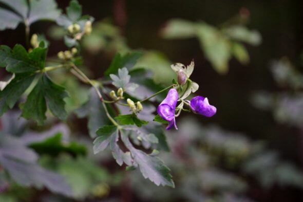 DSC00054 (800x533)