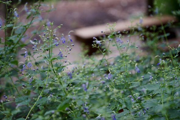 DSC00062 (800x533)