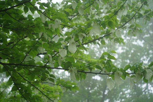 DSC00215