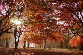 2020紅葉情報No.5