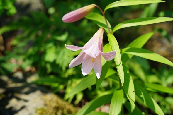 DSC00960