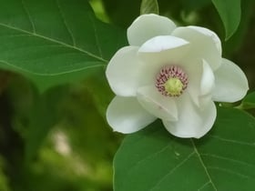 森の貴婦人オオヤマレンゲ