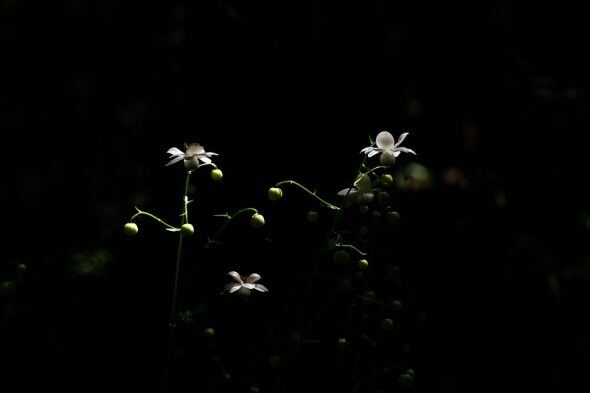 DSC02054