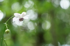 2022レンゲショウマが見ごろです
