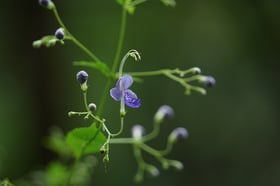 咲きはじめの花