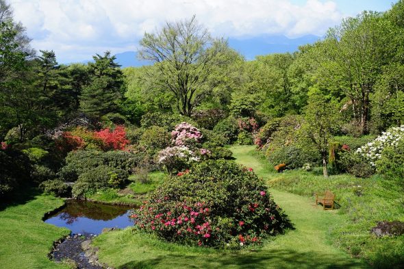 ヤマツツジが咲きはじめました | スタッフブログ | 赤城自然園