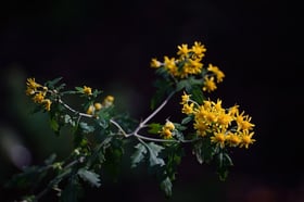 小春日和