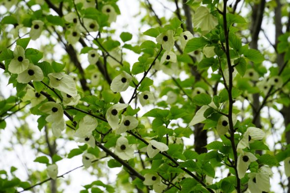 DSC05104