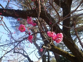 休園中の自然園　№3