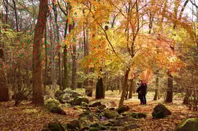 2021紅葉情報No.3