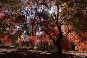 2021紅葉情報No.4