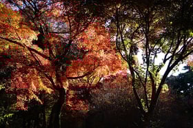2022紅葉情報No.3