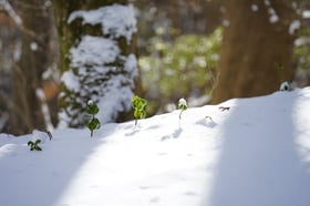 雪景色
