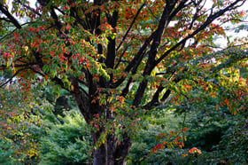 紅葉