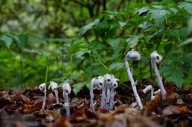 深緑の赤城自然園