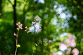 シキンカラマツが咲きはじめました