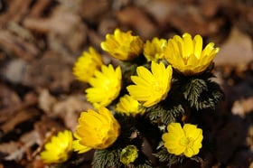 春のお花たち