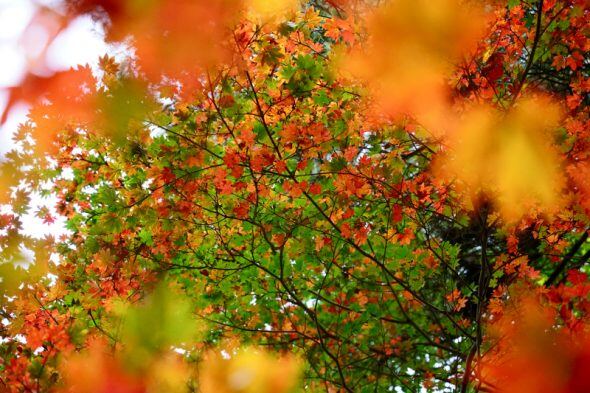 DSC08617_01
