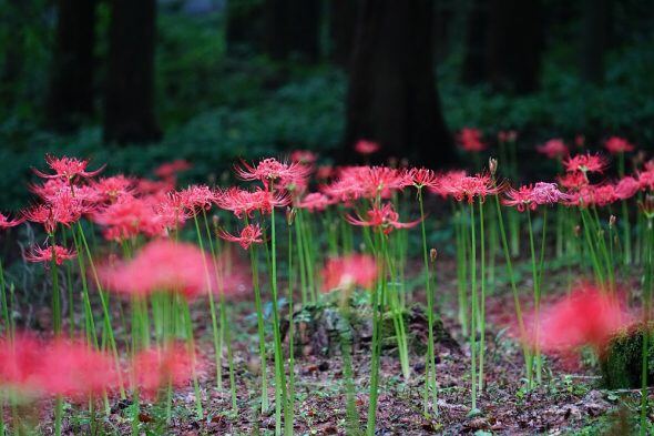 ヒガンバナが咲きました | スタッフブログ | 赤城自然園