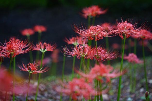 ヒガンバナが咲きました | スタッフブログ | 赤城自然園