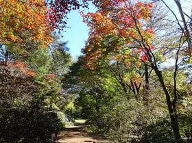 紅葉情報№１