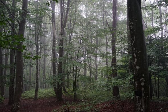 DSC09603