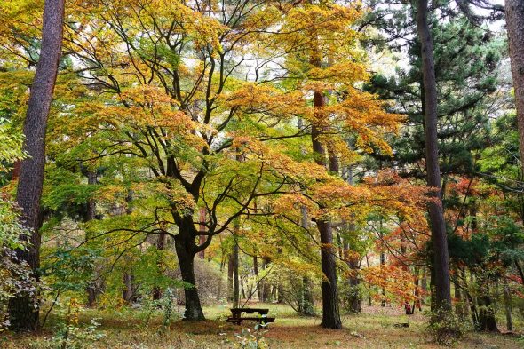 紅葉ページ 2022紅葉情報No.4 | スタッフブログ | 赤城自然園