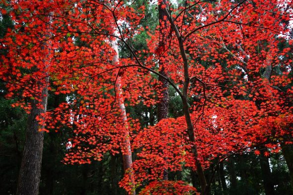 紅葉ページ もみじの紅葉 in Ena, Gifu Prefecture | Ask Anything