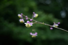 シキンカラマツが咲きはじめました