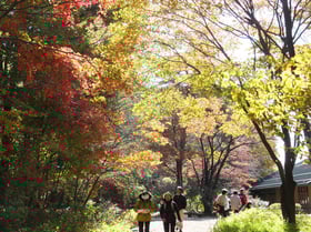 紅葉情報№2