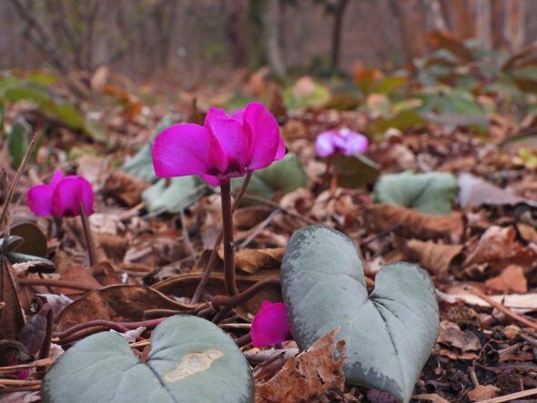 バイカオウレンが咲きました | スタッフブログ | 赤城自然園