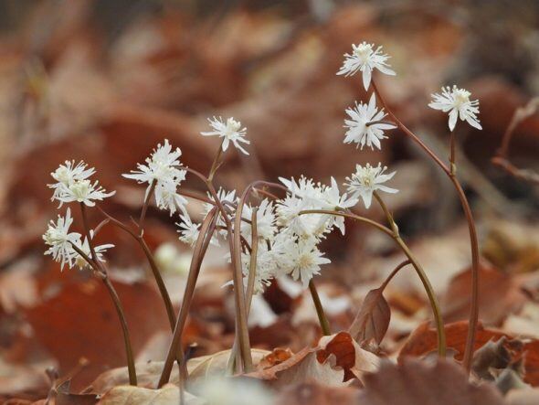 バイカオウレンが咲きました | スタッフブログ | 赤城自然園