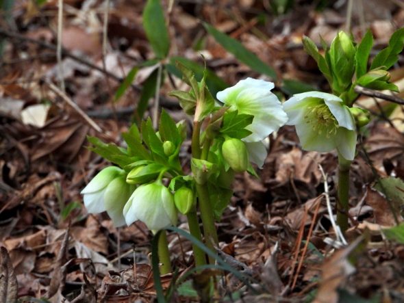 バイカオウレンが咲きました | スタッフブログ | 赤城自然園