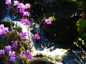 臨時休園中の花だよりNo.1