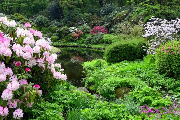 奇跡的。山採りヤマツツジ。 ヤマツツジが咲きはじめました | スタッフブログ | 赤城自然園