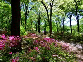 臨時休園中の花だよりNo.4