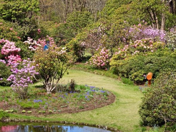 早咲きのシャクナゲが咲きはじめています | スタッフブログ | 赤城自然園