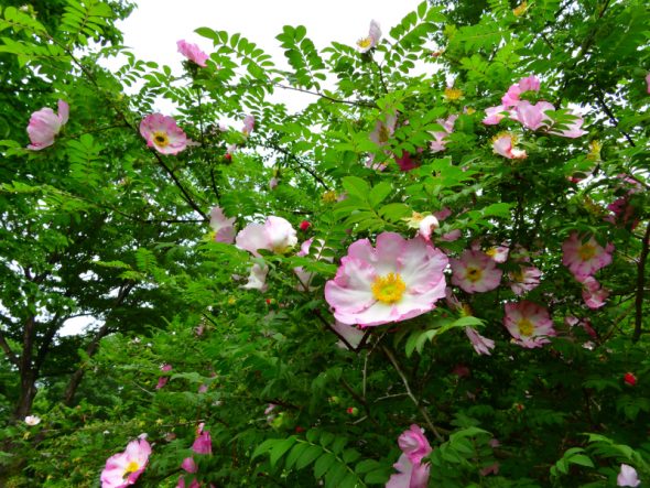 DSCN3556_01