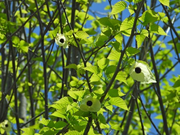 ハンカチノキが目立ち始めてきました | スタッフブログ | 赤城自然園