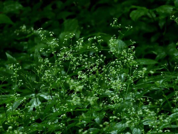 DSCN4016_01